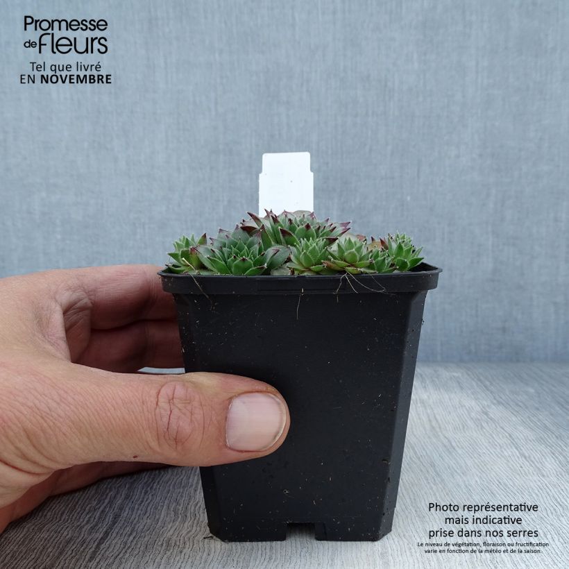 Esimerkki syksyllä toimitetusta Kattomehitähti - Sempervivum tectorum 8/9 cm taimiruukku-taimesta