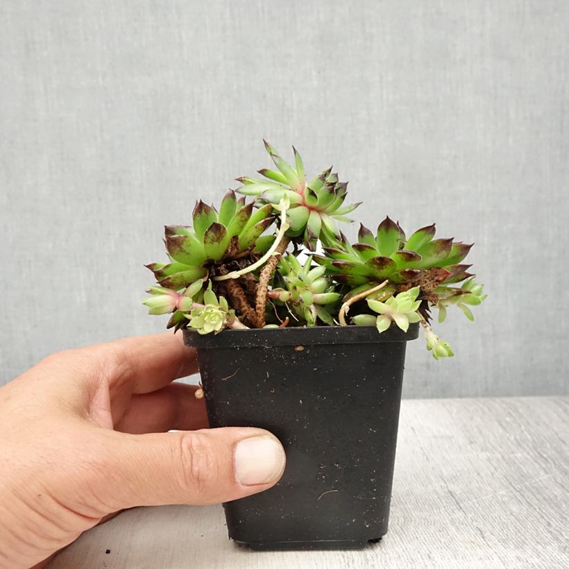 Esimerkki kesällä toimitetusta Kattomehitähti - Sempervivum tectorum Godet de 8/9 cm-taimesta