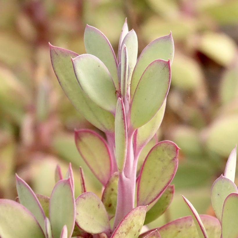 Villako - Senecio crassissimus (Lehvistö)