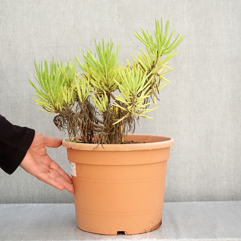 Esimerkki syksyllä toimitetusta Villako - Senecio cylindricus 7,5 litran / 10 litran ruukku-taimesta