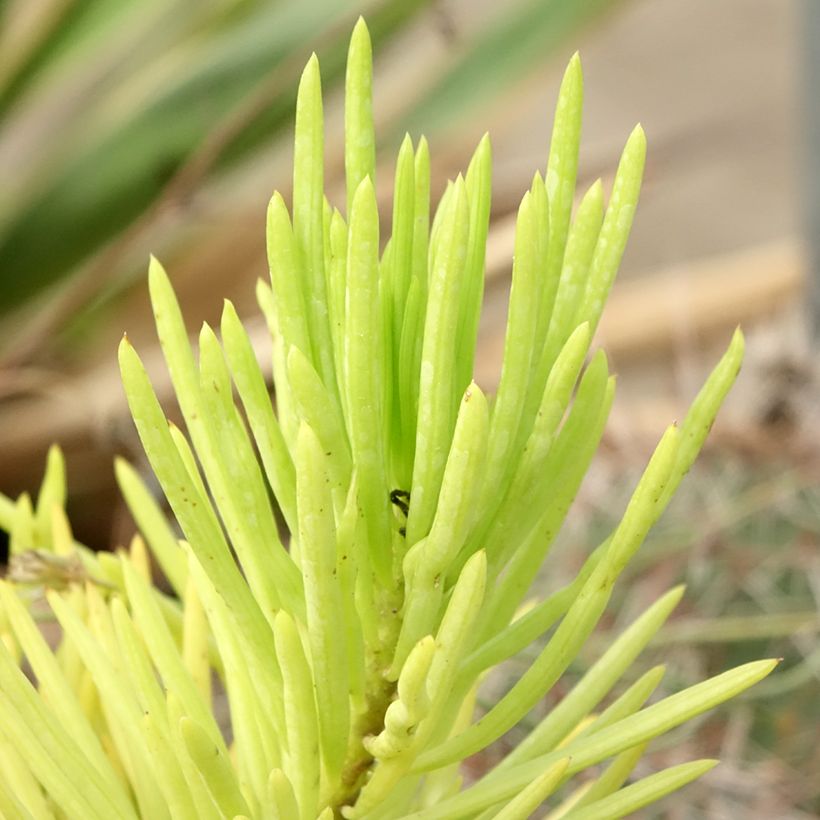 Villako - Senecio cylindricus (Lehvistö)
