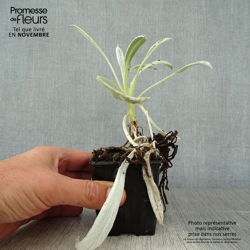 Esimerkki syksyllä toimitetusta Senecio Donkey's Ears - Cinéraire niveoaureus  Godet de 8/9 cm-taimesta