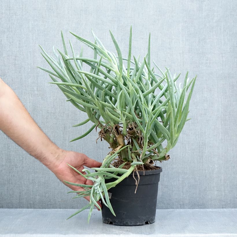 Esimerkki kesällä toimitetusta Villako - Senecio ficoides 2 litran/3 litran ruukku-taimesta