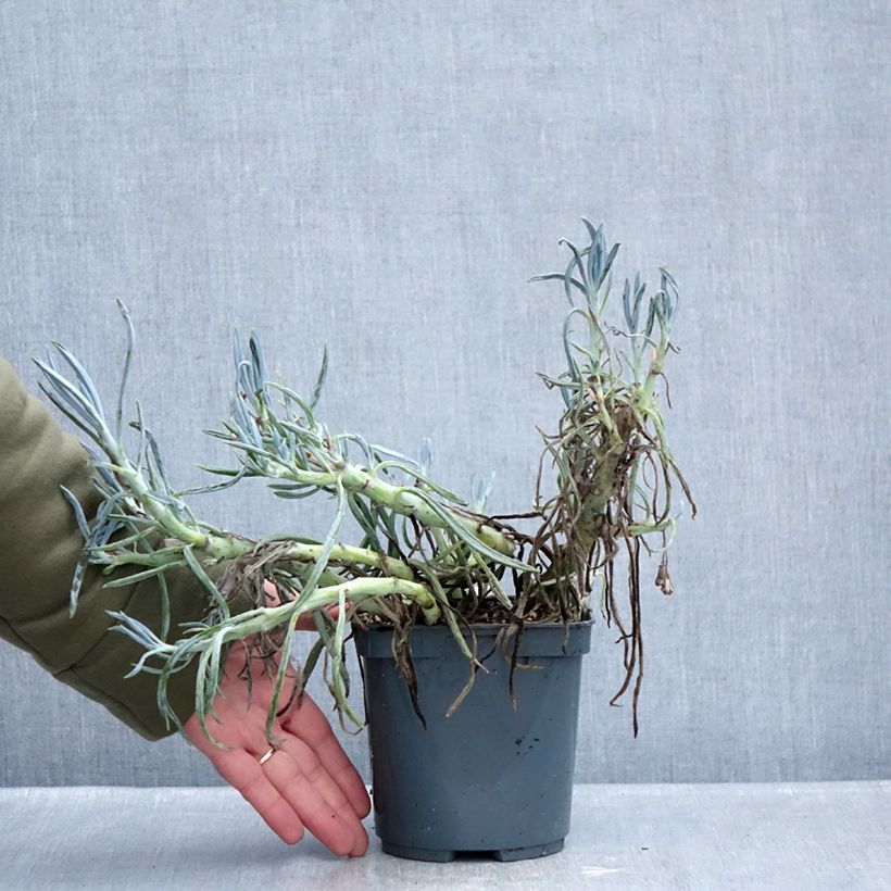 Esimerkki talvella toimitetusta Villako - Senecio ficoides 2 litran/3 litran ruukku-taimesta
