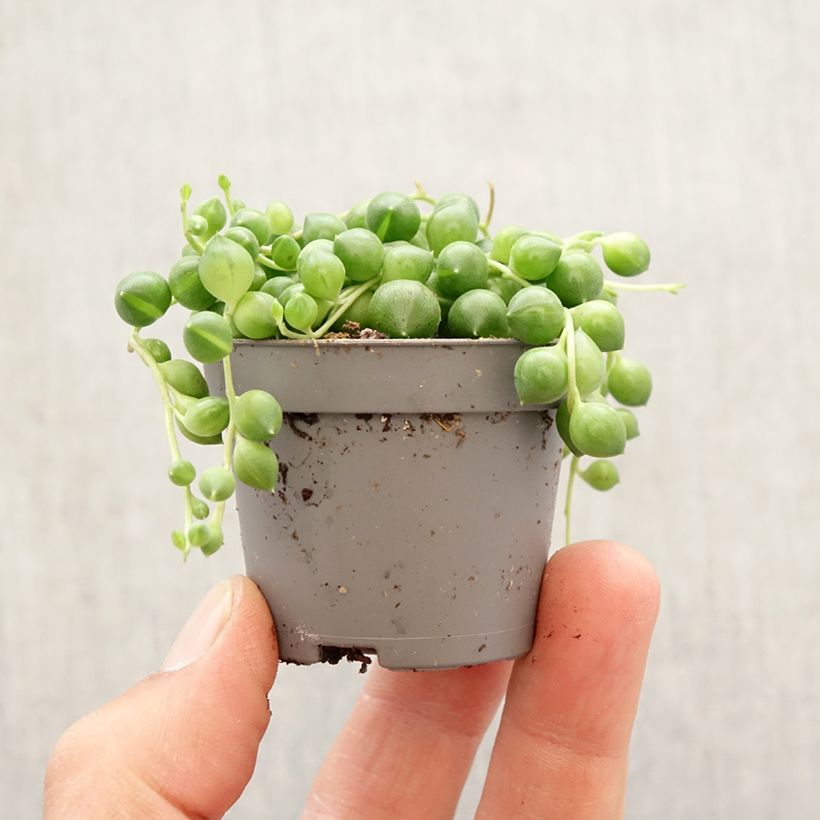 Esimerkki keväällä toimitetusta Hernevillakko - Senecio herreianus Minikasvi-taimesta
