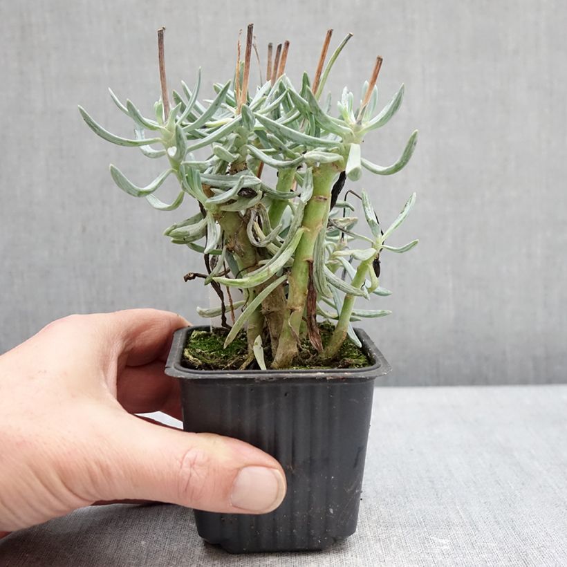 Esimerkki talvella toimitetusta Villako Dwarf Blue 8/9 cm taimiruukku-taimesta