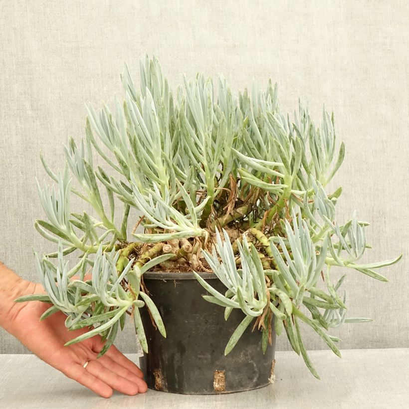 Esimerkki kesällä toimitetusta Villako - Senecio serpens 3 litran/4 litran ruukku-taimesta