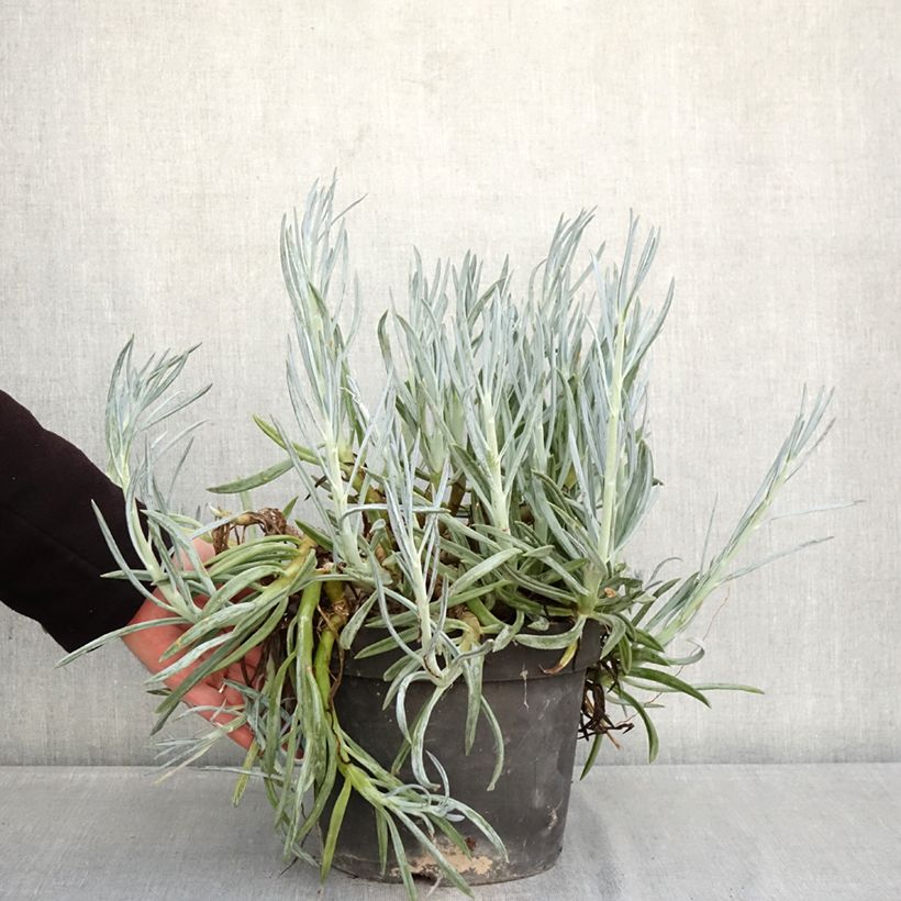 Esimerkki talvella toimitetusta Villako - Senecio serpens 3 litran/4 litran ruukku-taimesta