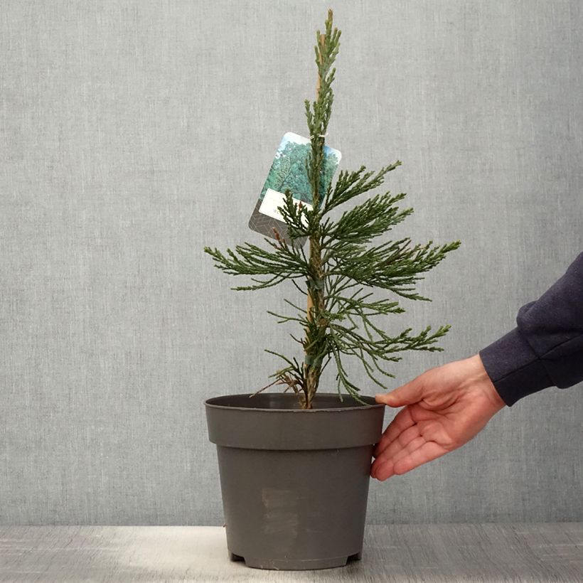 Esimerkki keväällä toimitetusta Mammuttipetäjä Glaucum Pot de 4L/5L-taimesta