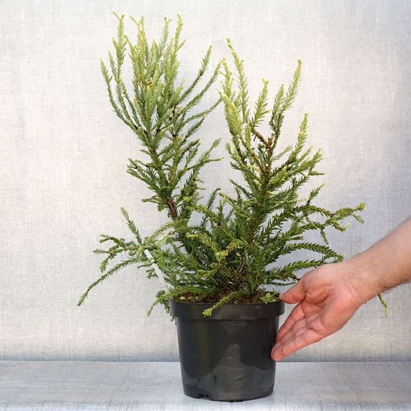 Esimerkki kesällä toimitetusta Jättiläispunapuu Adpressa Ruukku 3L / 4L-taimesta