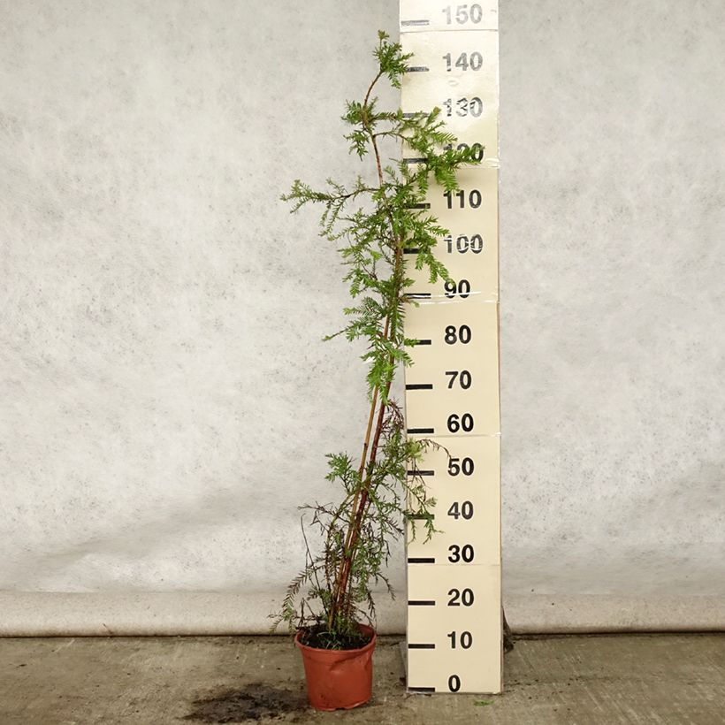 Esimerkki kesällä toimitetusta Jättiläispunapuu - Sequoia sempervirens Pot de 3L/4L-taimesta