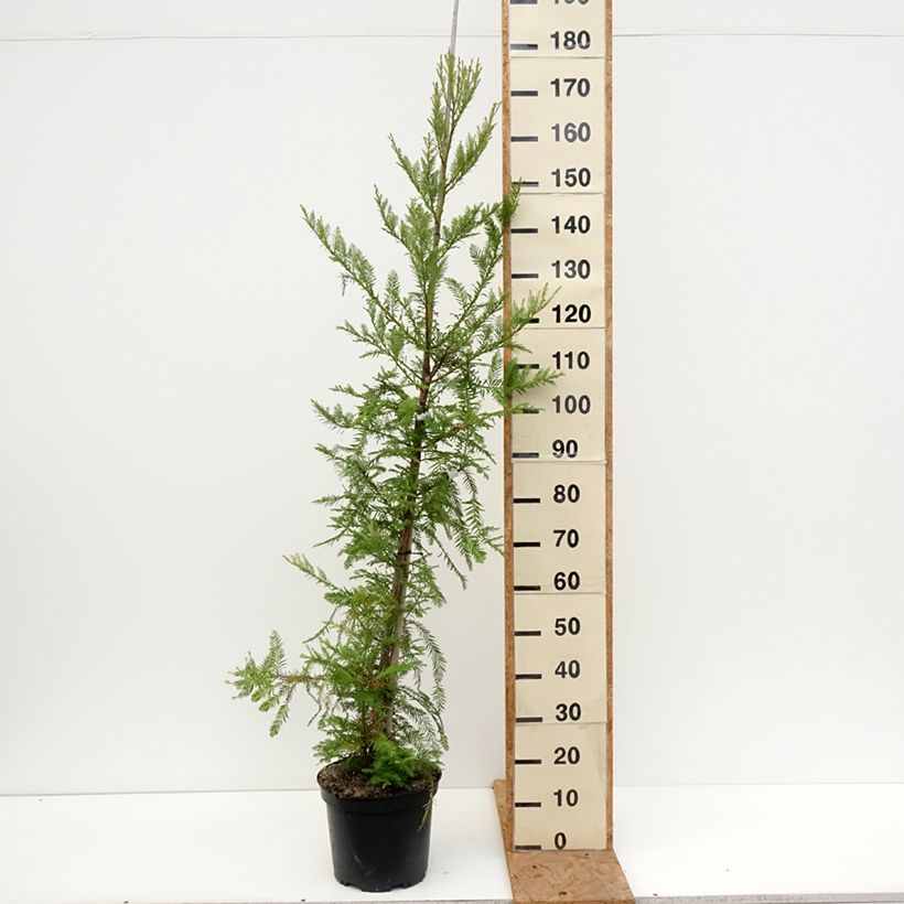 Esimerkki syksyllä toimitetusta Jättiläispunapuu - Sequoia sempervirens 7,5 litran / 10 litran ruukku-taimesta