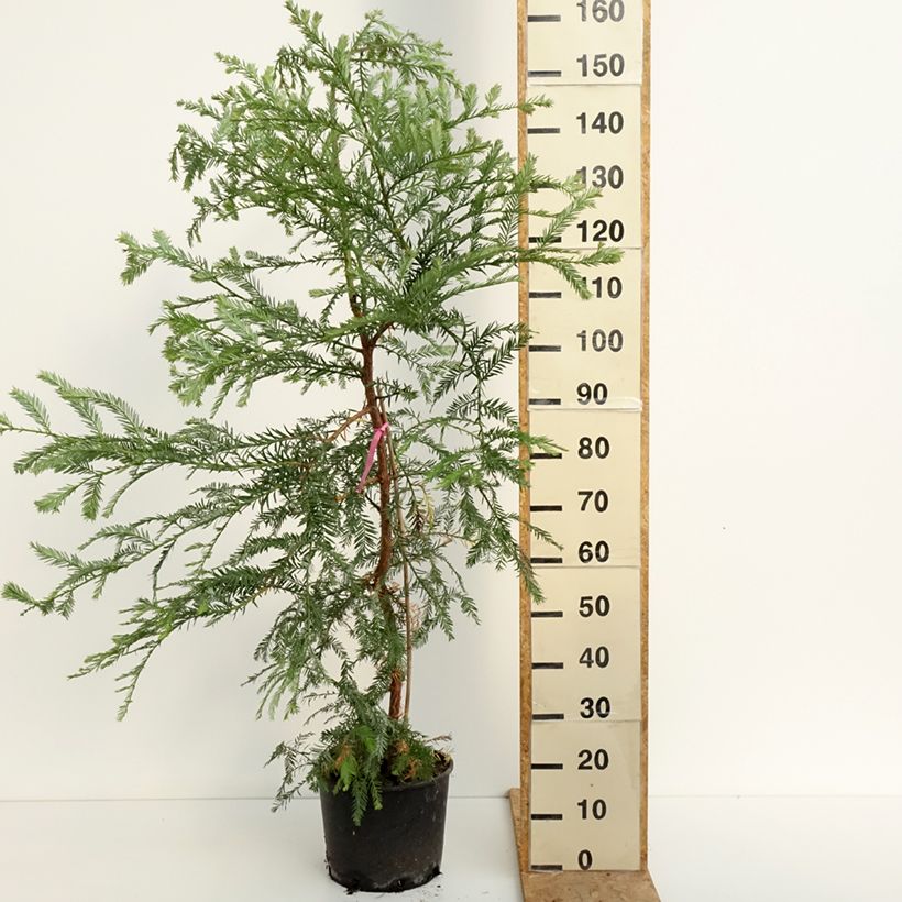 Esimerkki kesällä toimitetusta Jättiläispunapuu - Sequoia sempervirens Pot de 7,5L/10L-taimesta
