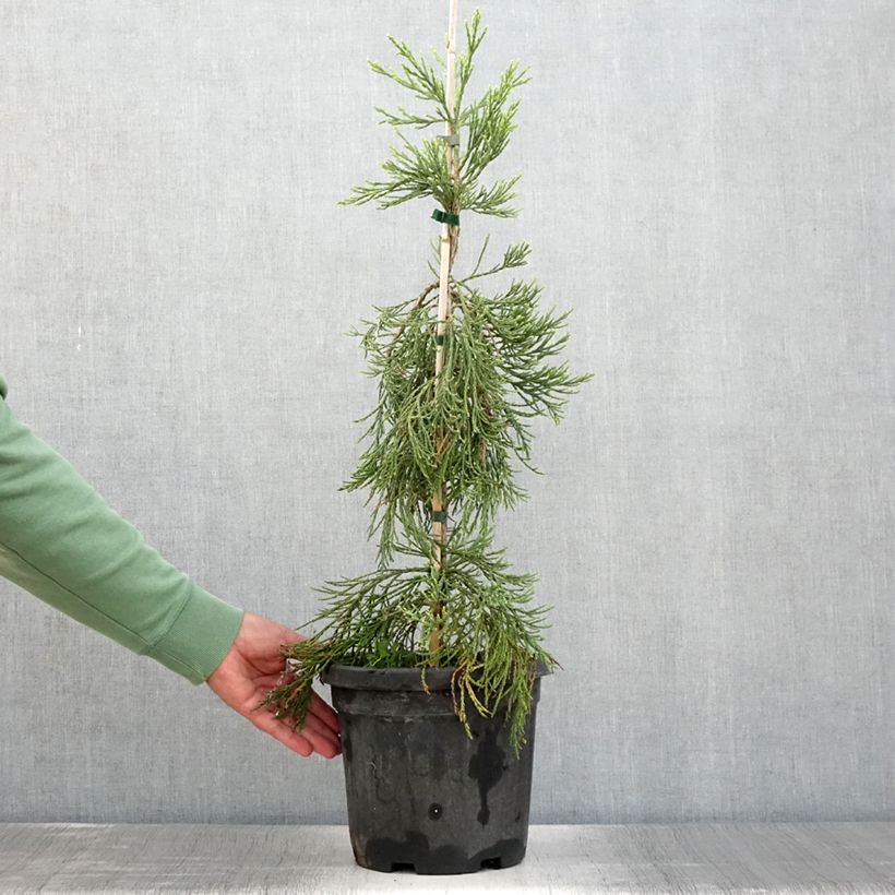 Esimerkki kesällä toimitetusta Mammuttipetäjä Pendulum Pot de 4L/5L-taimesta