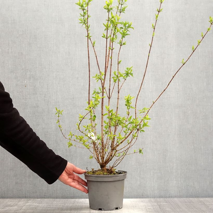 Esimerkki keväällä toimitetusta Kameliajasmike Mrs E.L. Robinson Pot de 2L/3L-taimesta