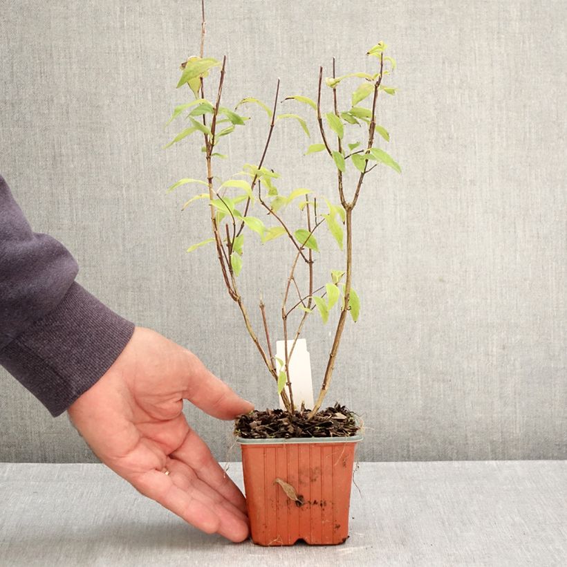 Esimerkki syksyllä toimitetusta Pikkujasmike - Philadelphus x lemoinei 8/9 cm taimiruukku-taimesta