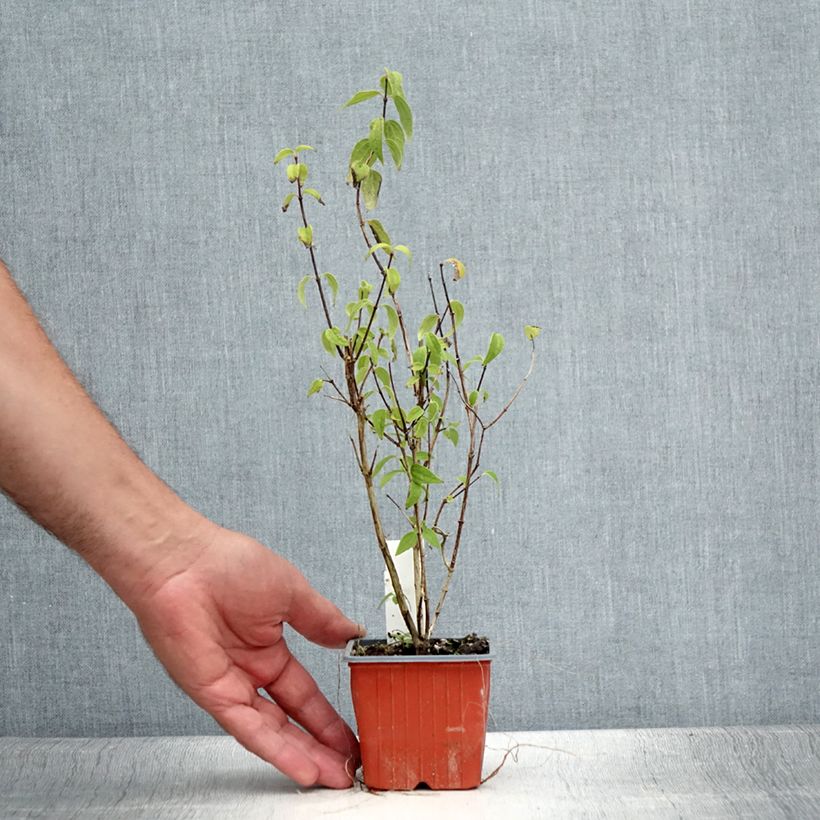 Esimerkki kesällä toimitetusta Pikkujasmike - Philadelphus x lemoinei Taimiruukku 8/9 cm-taimesta