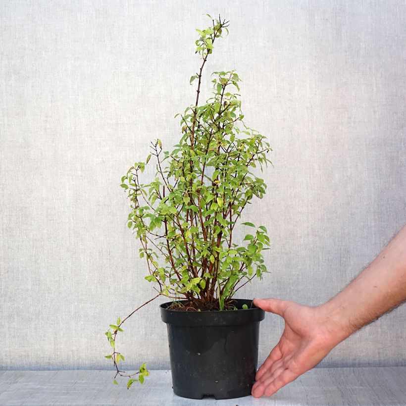 Esimerkki kesällä toimitetusta Pikkujasmike - Philadelphus x lemoinei Ruukku 3L / 4L-taimesta