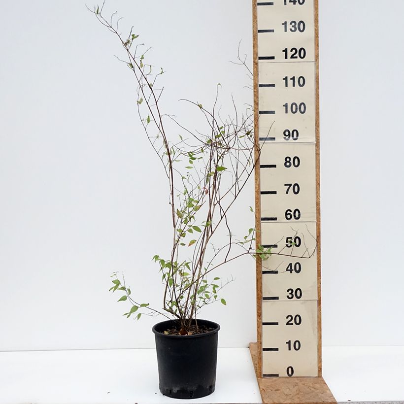 Esimerkki syksyllä toimitetusta Pikkujasmike - Philadelphus x lemoinei 7,5 litran / 10 litran ruukku-taimesta