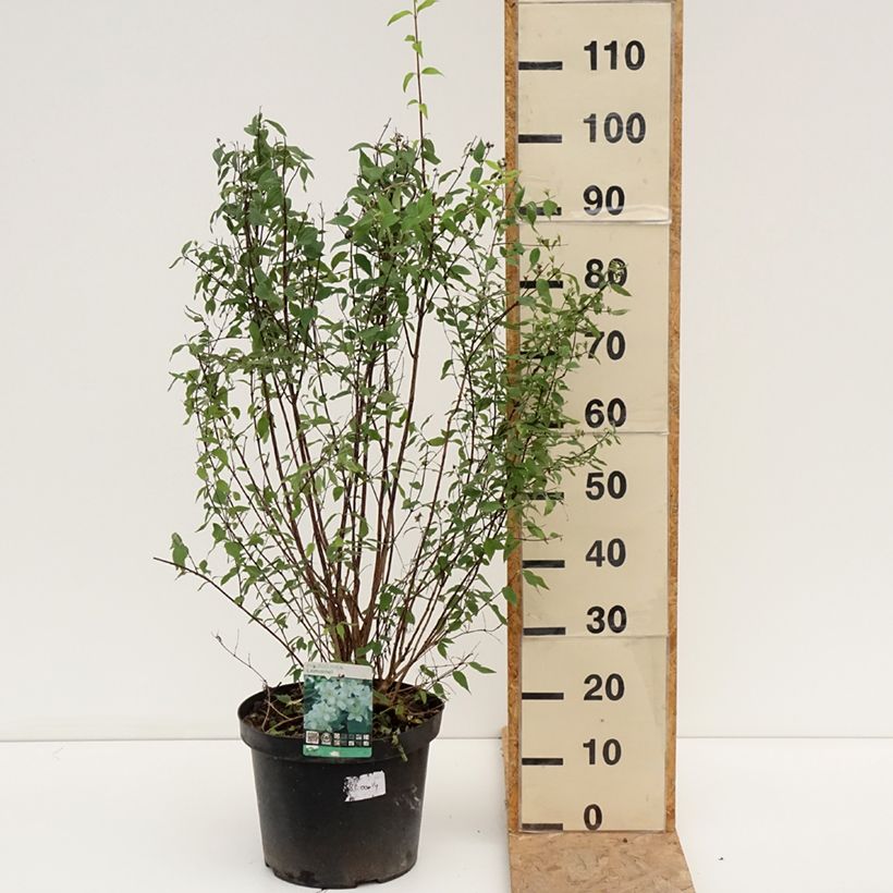 Esimerkki kesällä toimitetusta Pikkujasmike - Philadelphus x lemoinei Ruukku 7,5L / 10L-taimesta