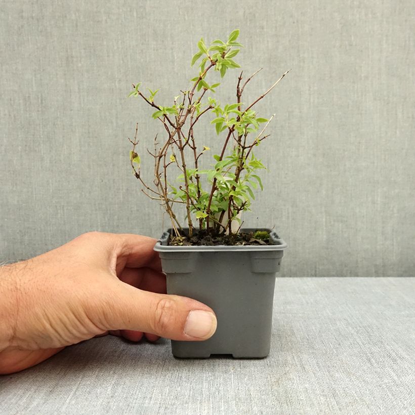 Esimerkki kesällä toimitetusta Pikkujasmike Manteau d'Hermine 8/9 cm taimiruukku-taimesta