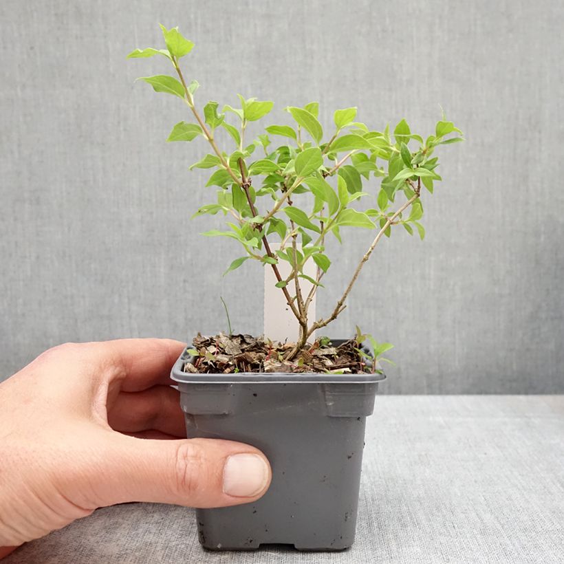 Esimerkki keväällä toimitetusta Pikkujasmike Manteau d'Hermine Taimiruukku 8/9 cm-taimesta