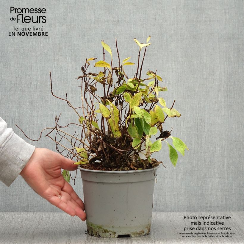 Esimerkki syksyllä toimitetusta Seringat des jardins - Philadelphus coronarius Kostelec WB Pot de 3L/4L-taimesta