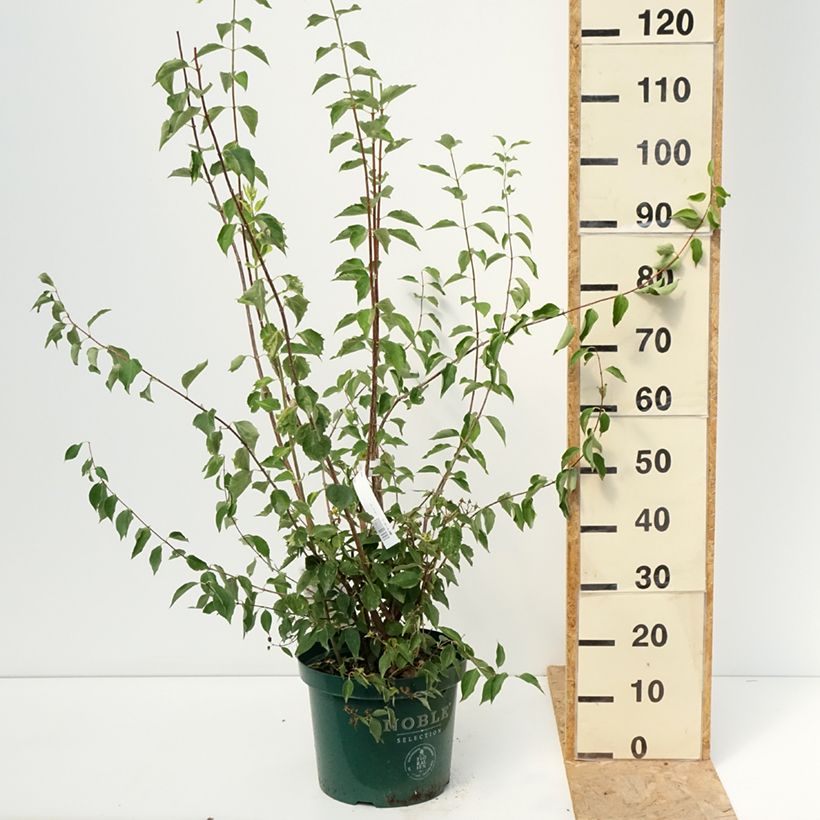Esimerkki kesällä toimitetusta Pikkujasmike Innocence Pot de 7,5L/10L-taimesta