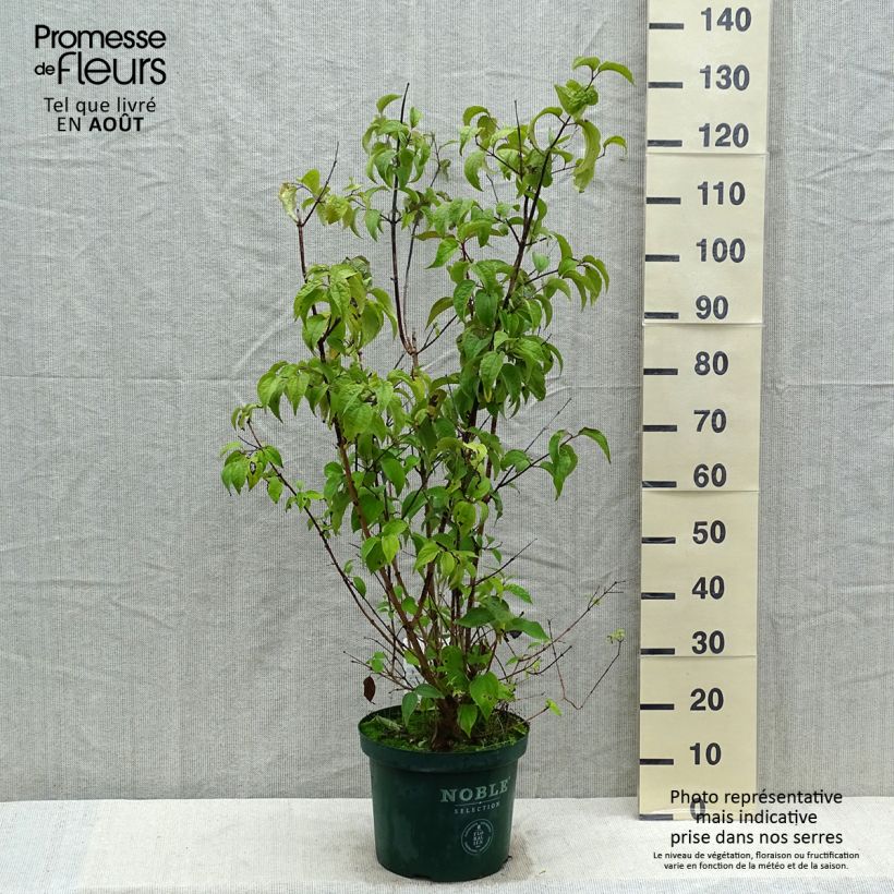 Esimerkki kesällä toimitetusta Jasmike Starbright Pot de 7,5L/10L-taimesta