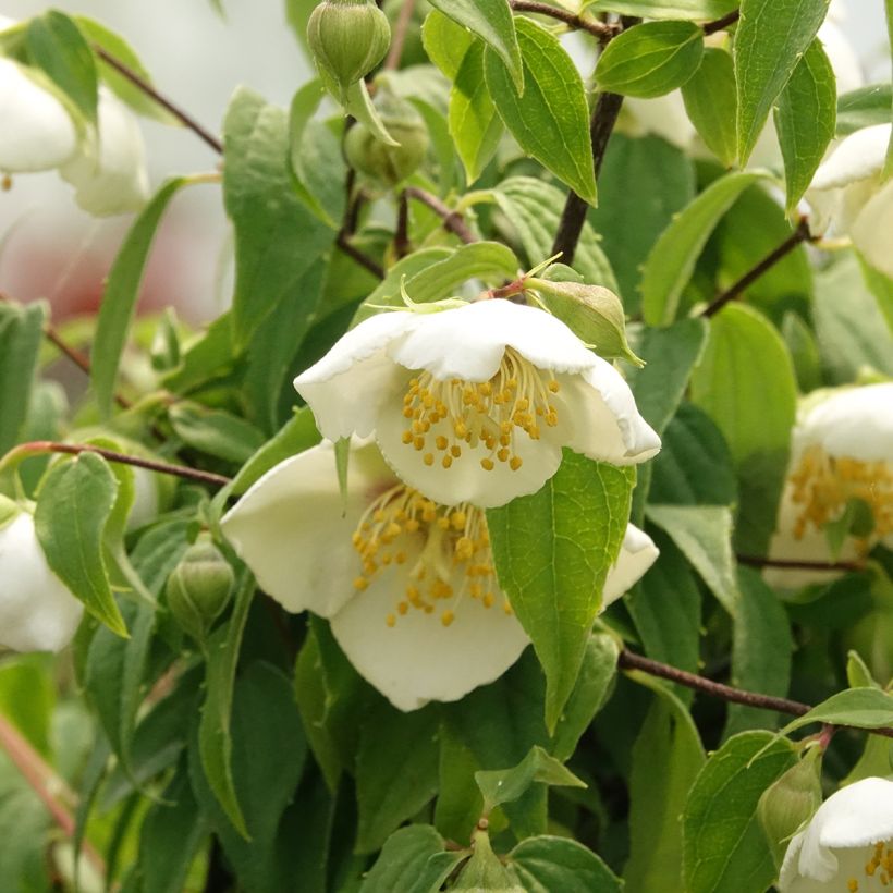 Jasmikkee - Philadelphus mexicanus (Kukinta)