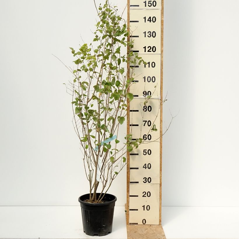 Esimerkki kesällä toimitetusta Kameliajasmike Minnesota Snowflake Pot de 7,5L/10L-taimesta