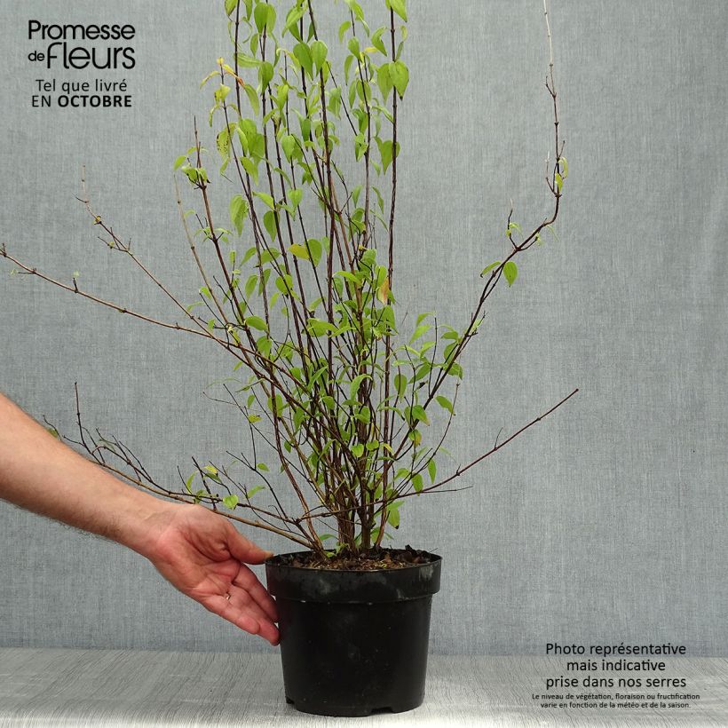 Esimerkki syksyllä toimitetusta Seringat - Philadelphus polyanthus Mont Blanc Pot de 3L/4L-taimesta