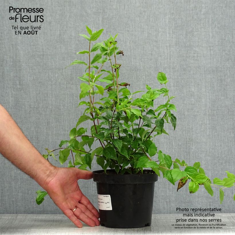 Esimerkki kesällä toimitetusta Jasmike Snowbelle Pot de 2L/3L-taimesta