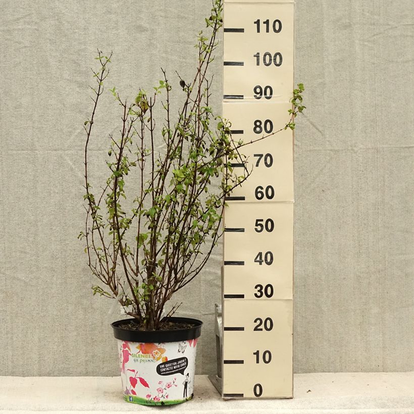 Esimerkki kesällä toimitetusta Jasmike Snowbelle Pot de 7,5L/10L-taimesta