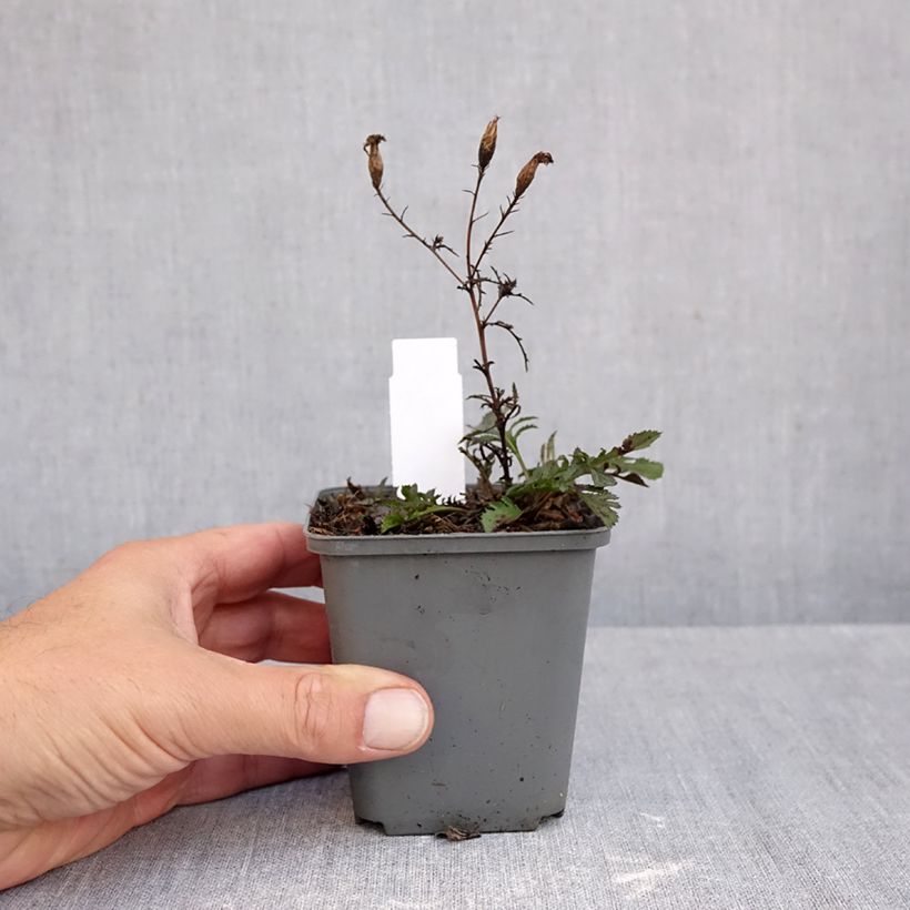 Esimerkki syksyllä toimitetusta Liuskalääte - Serratula tinctoria subsp. seoanei 8/9 cm taimiruukku-taimesta