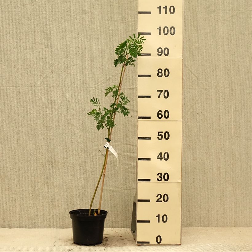 Esimerkki kesällä toimitetusta Kolibrinpavu - Sesbania punicea Pot de 2L/3L-taimesta