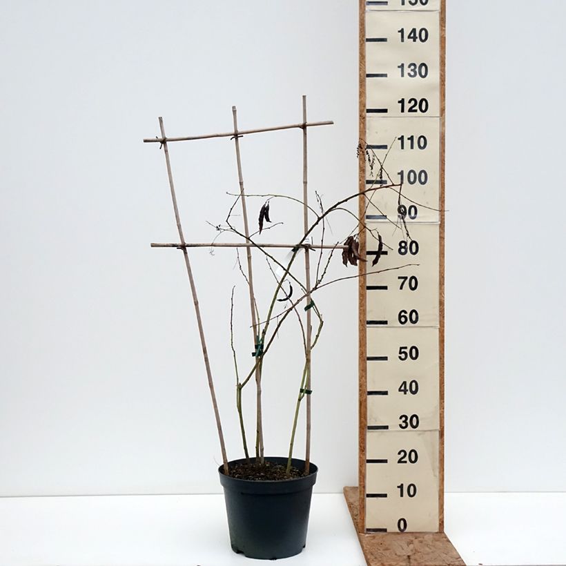 Esimerkki talvella toimitetusta Kolibrinpavu - Sesbania punicea Pot de 7,5L/10L-taimesta