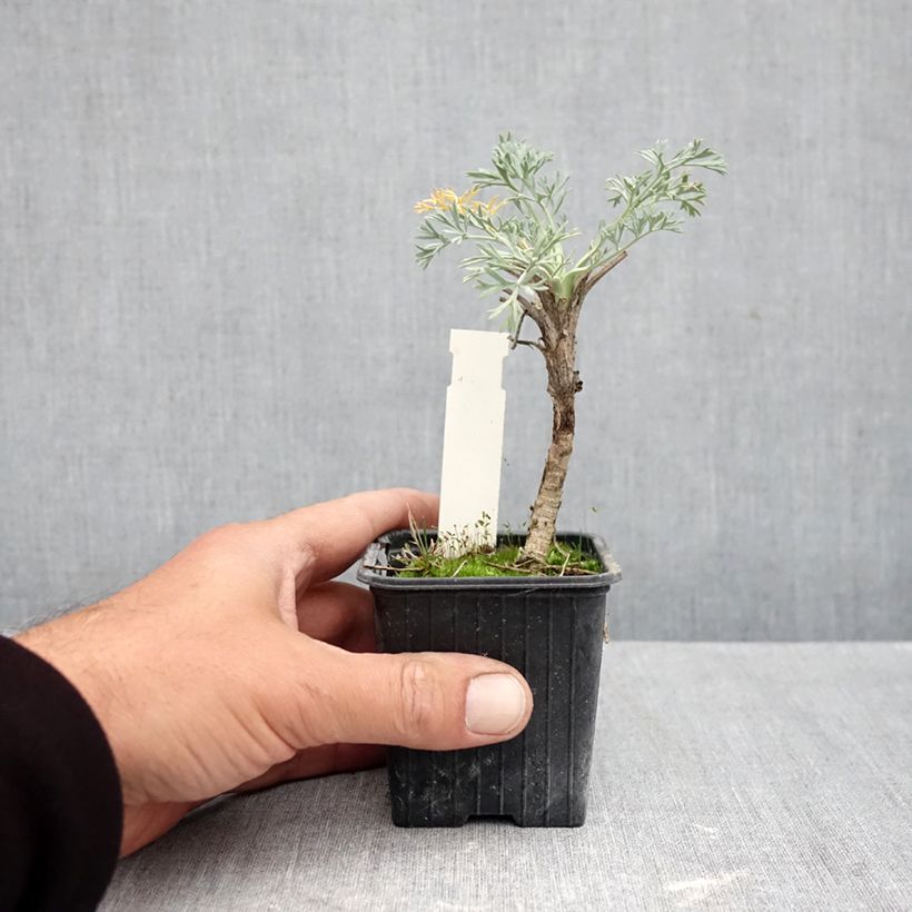 Esimerkki syksyllä toimitetusta Seseli gummiferum 8/9 cm taimiruukku-taimesta