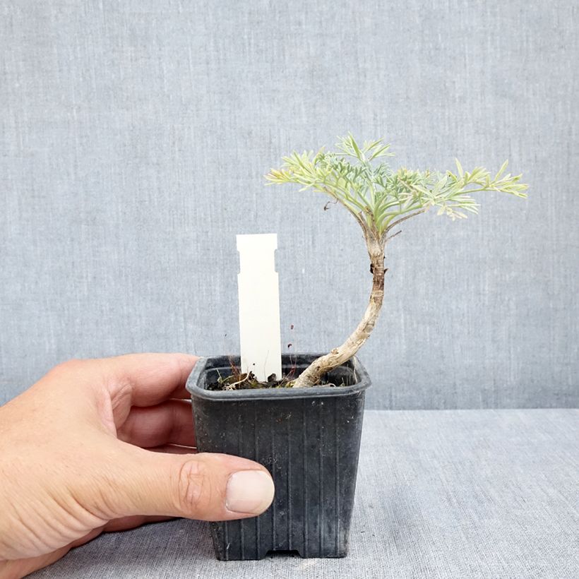 Esimerkki kesällä toimitetusta Seseli gummiferum 8/9 cm taimiruukku-taimesta