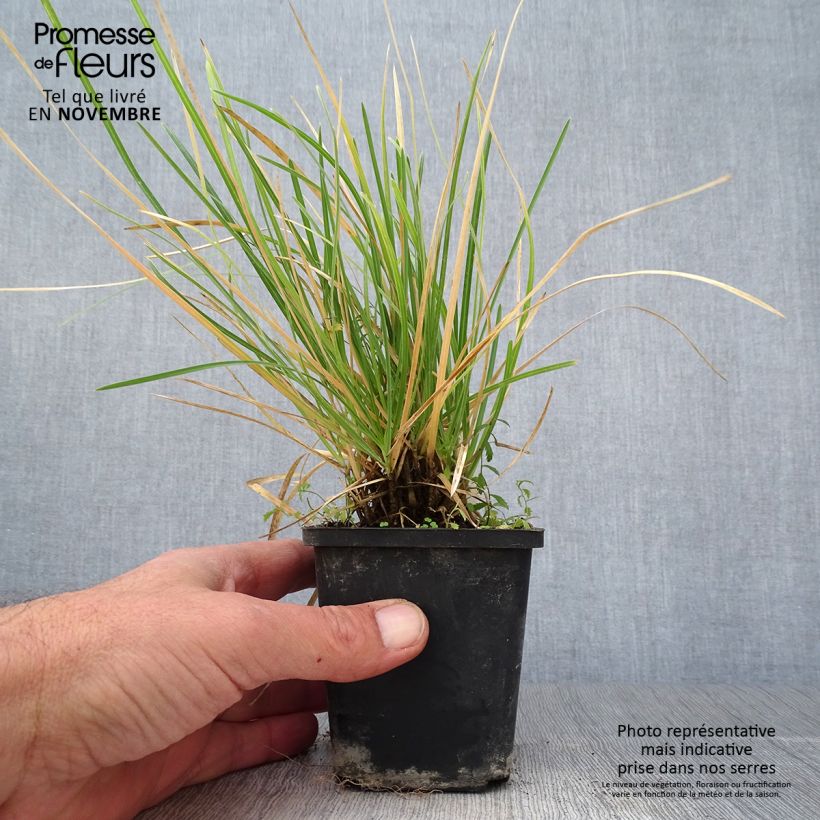 Esimerkki syksyllä toimitetusta Lupikka - Sesleria argentea 8/9 cm taimiruukku-taimesta