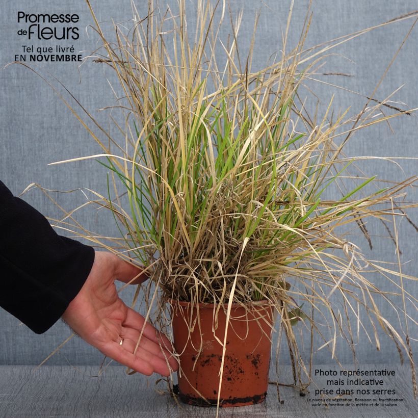 Esimerkki syksyllä toimitetusta Lupikka - Sesleria argentea 1 litran / 1,5 litran ruukku-taimesta
