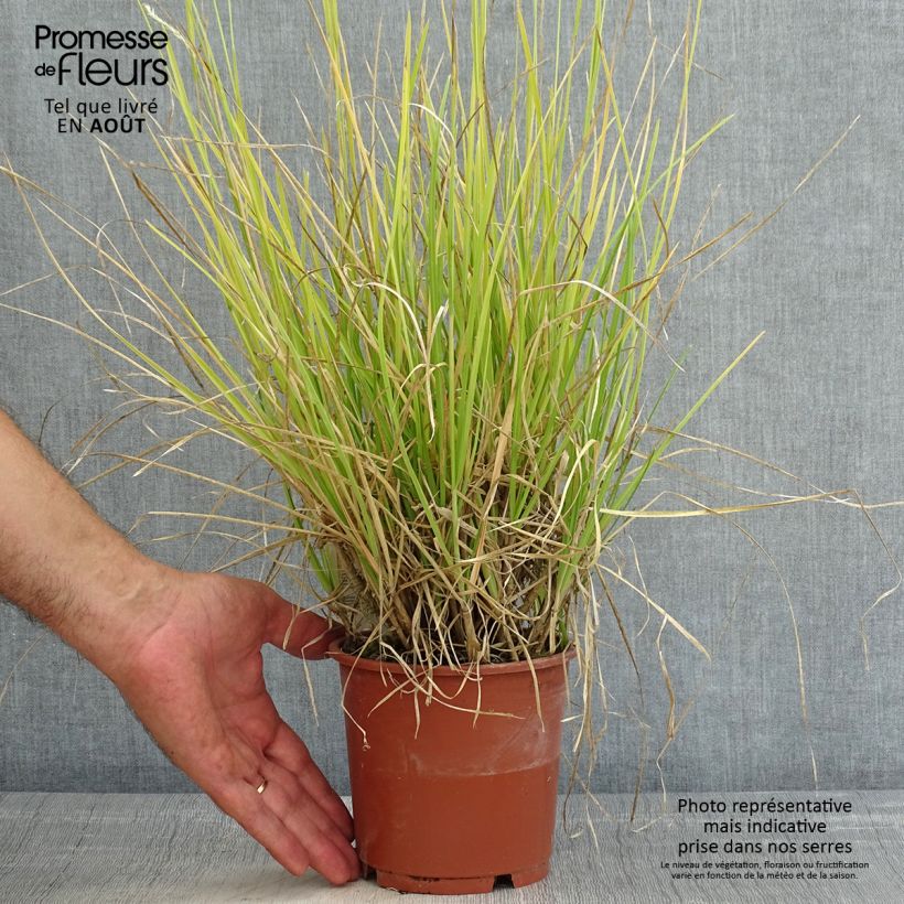 Esimerkki kesällä toimitetusta Lupikka - Sesleria argentea Ruukku 1L / 1,5L-taimesta