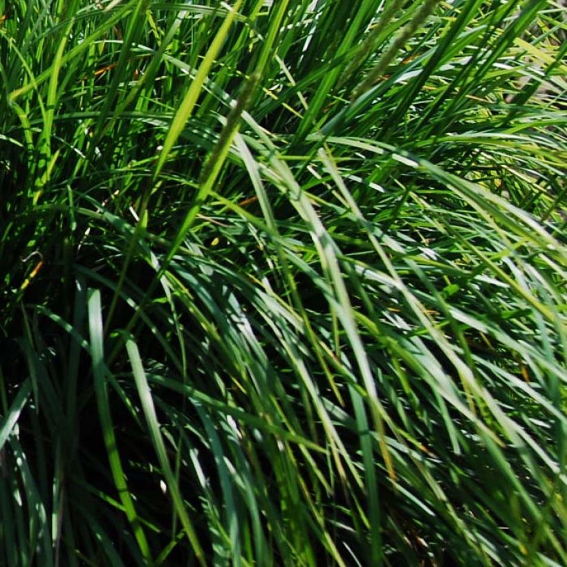 Lupikka - Sesleria autumnalis (Lehvistö)