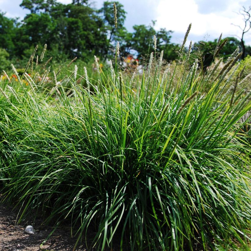 Lupikka - Sesleria autumnalis (Kasvutapa)