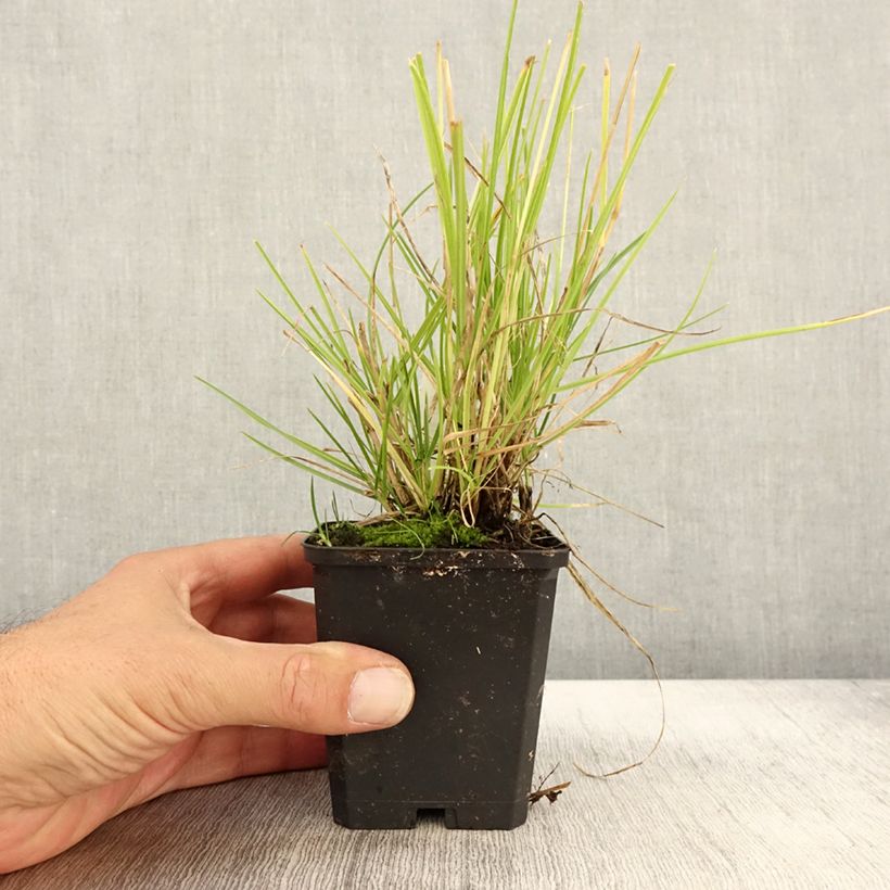 Esimerkki syksyllä toimitetusta Lupikka - Sesleria autumnalis 8/9 cm taimiruukku-taimesta