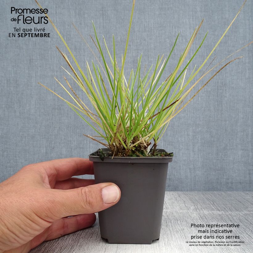 Esimerkki kesällä toimitetusta Lupikka - Sesleria autumnalis Taimiruukku 8/9 cm-taimesta