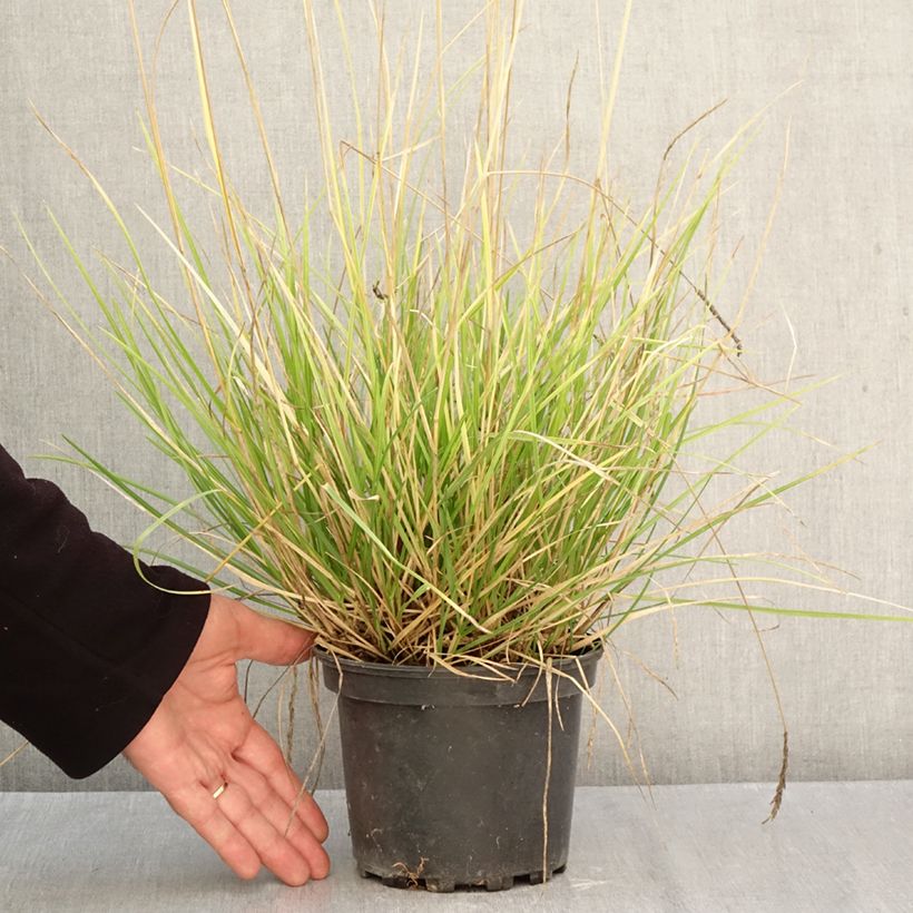 Esimerkki syksyllä toimitetusta Lupikka - Sesleria autumnalis 2 litran/3 litran ruukku-taimesta