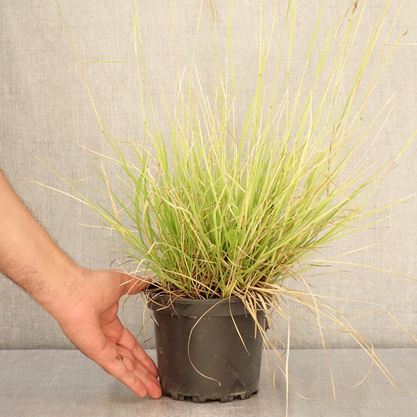Esimerkki kesällä toimitetusta Lupikka - Sesleria autumnalis Ruukku 2L / 3L-taimesta