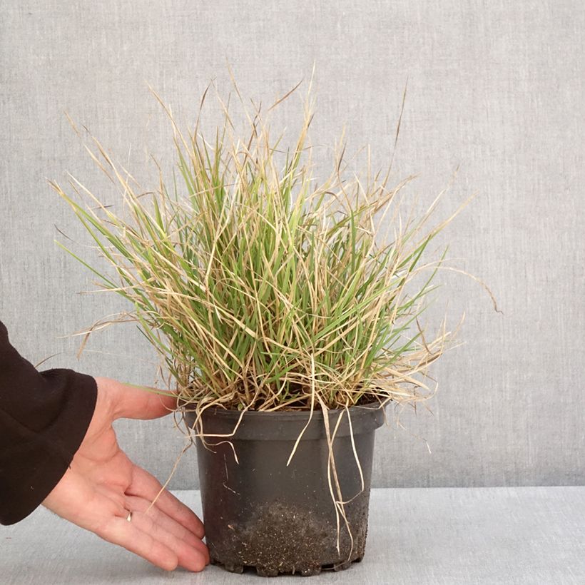 Esimerkki talvella toimitetusta Sesleria autumnalis - Seslérie d'automne Pot de 2L/3L-taimesta