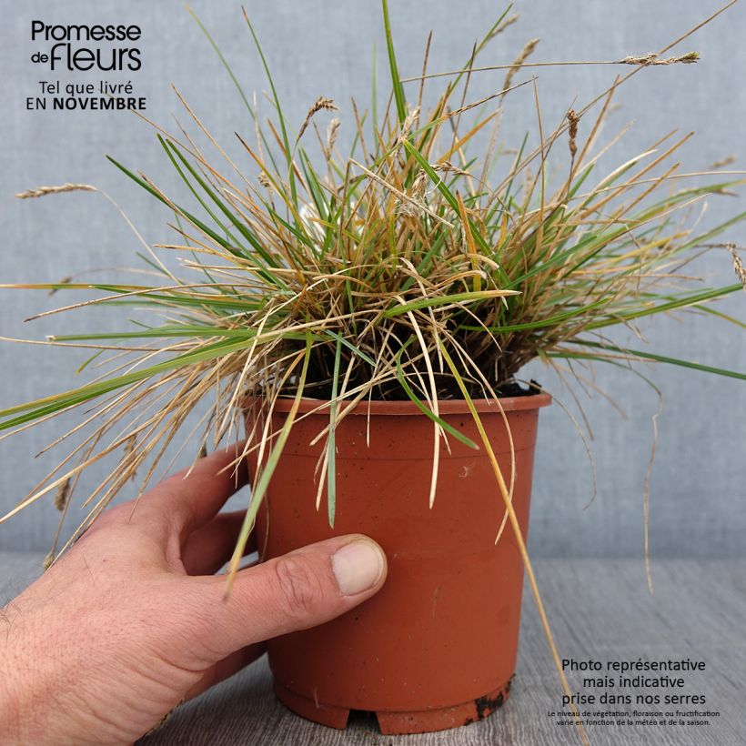 Esimerkki syksyllä toimitetusta Sinilupikka - Sesleria caerulea 1 litran / 1,5 litran ruukku-taimesta